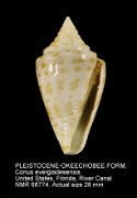 PLEISTOCENE-OKEECHOBEE FORMATION Conus evergladesensis